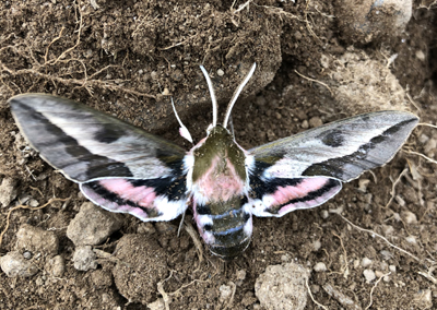 mariposa